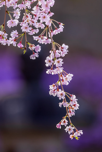 Cherry Blossoms speak | by kellypettit