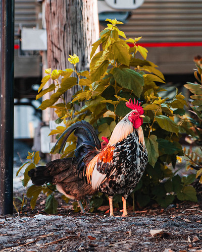 From Cybertruck to Cybercluck Saw this local Ybor City rooster when I saw the Cybertruck. He was chilling next to the tracks while the train rolled by. A hen peeks around from behind him.