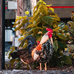 From Cybertruck to Cybercluck Saw this local Ybor City rooster when I saw the Cybertruck. He was chilling next to the tracks while the train rolled by. A hen peeks around from behind him.