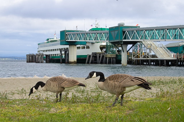 Canada Geese by Ferry