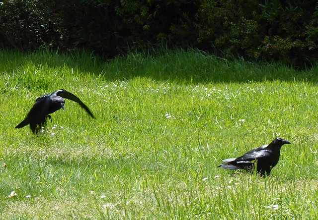 Ravens in Spring Grass series of 5