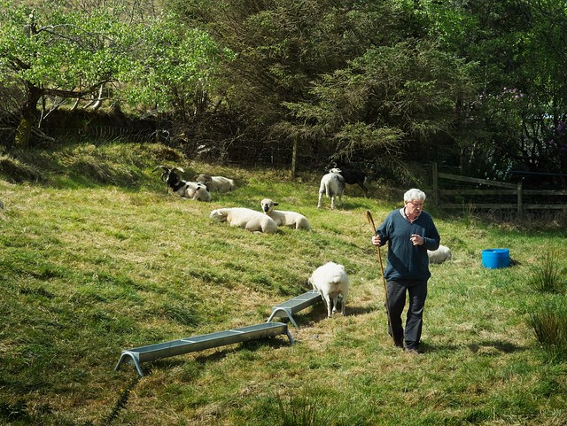 Ring of Kerry Sheep farmer