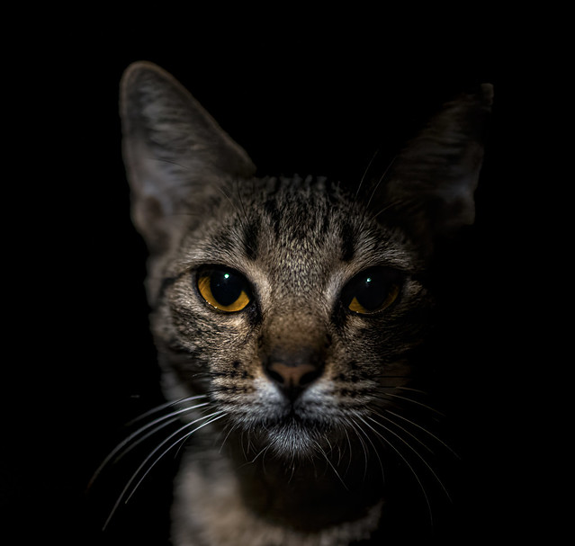 Nocturnal Street Cat