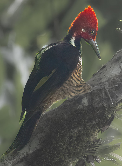 Guayaquil Woodpecker (male)