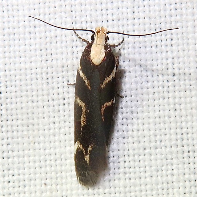 Twirler Moth, Filatima albilorella, Peña Blanca Canyon, Santa Cruz County