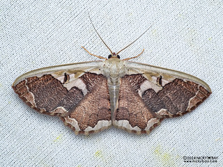 Geometer moth (Zythos turbata) - P3092311