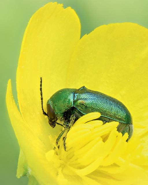 Leaf beetle (Cryptocephalus sericeus)