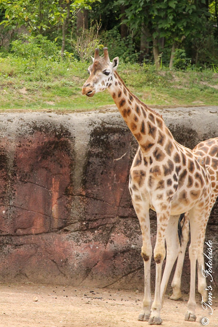 Rothschild-Giraffe (Giraffa camelopardalis rothschildi)
