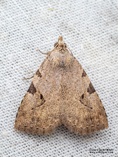 Moth (Oglasa basicomma) - P3114020