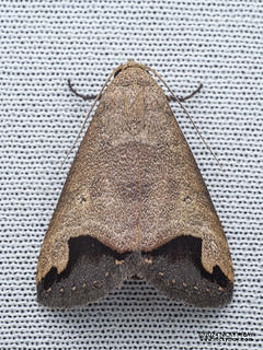 Moth (Bocula sp.) - P3103488