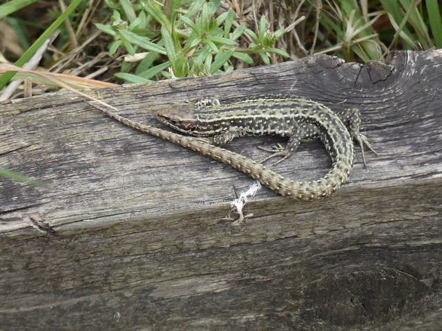 Common Lizard (Cley Marshes) 253