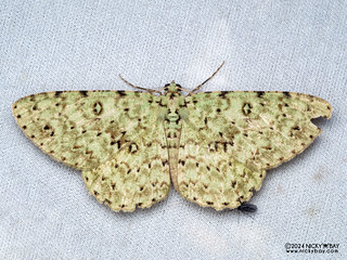 Geometer moth (Ophthalmitis sp.) - P3115373