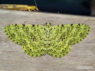 Geometer moth (Ophthalmitis sp.) - P3103868
