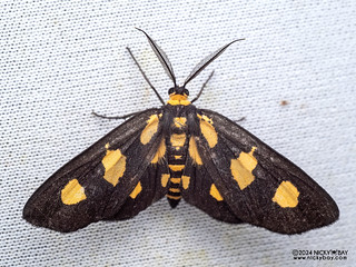 Geometer moth (Pseudeuchromia maculifera) - P3102872