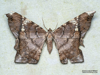 Geometer moth (Amblychia infoveata) - P3092373