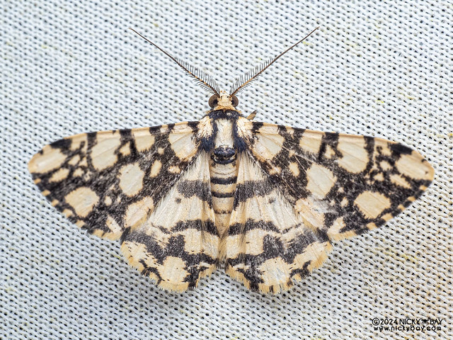 Geometer moth (Alcis maculata) - P3092352