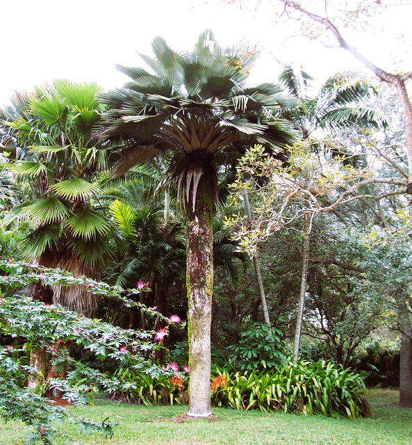 Palm tree --  unidentified 9340