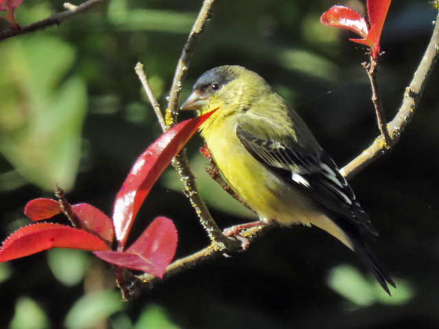 Lesser Goldfinch_male