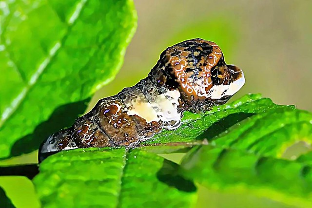 2022 Eastern Giant Swallowtail Caterpillar 018 - Papilio Cresphontes