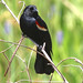 Flickr photo 'Red-winged Blackbird (Agelaius phoeniceus)' by: Mary Keim.