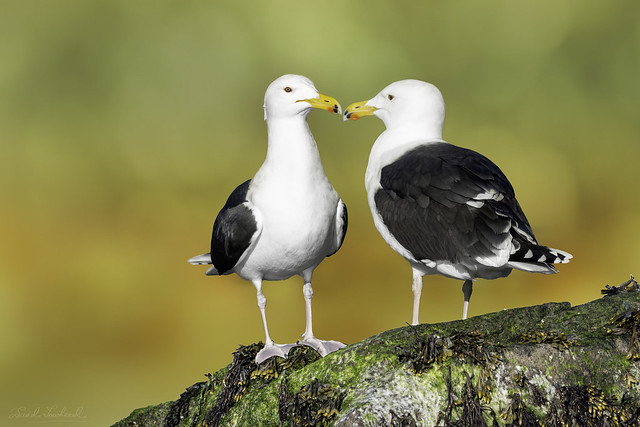 Greater Black-Backed Gull - New Jersey, USA - March 2024