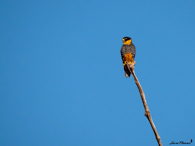 Faucon des chauves souris - Falco rufigularis