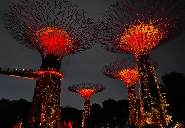 Supertree Grove at Gardens by the Bay Light Show, Singapore (Explored)