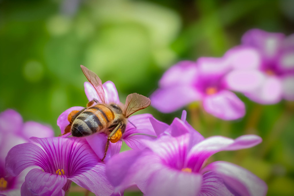 bee in oxalis flowers