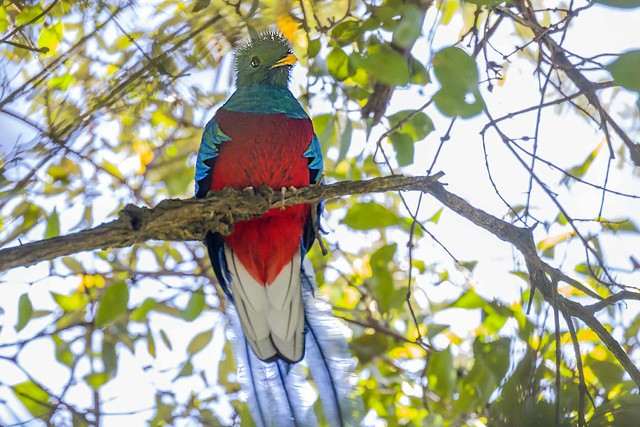 Resplendent Quetzal