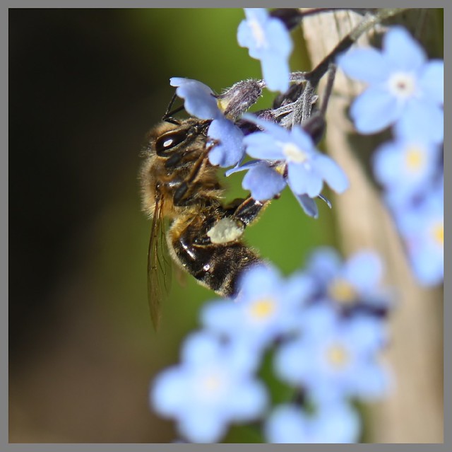 Honey Bee on Forget Me Not - Friday 19th April 2024