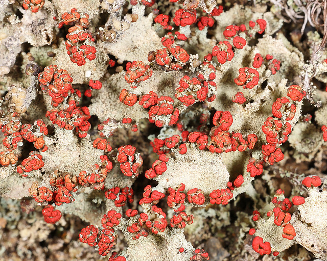 Red-fruited Pixie Cup (Cladonia pleurota)