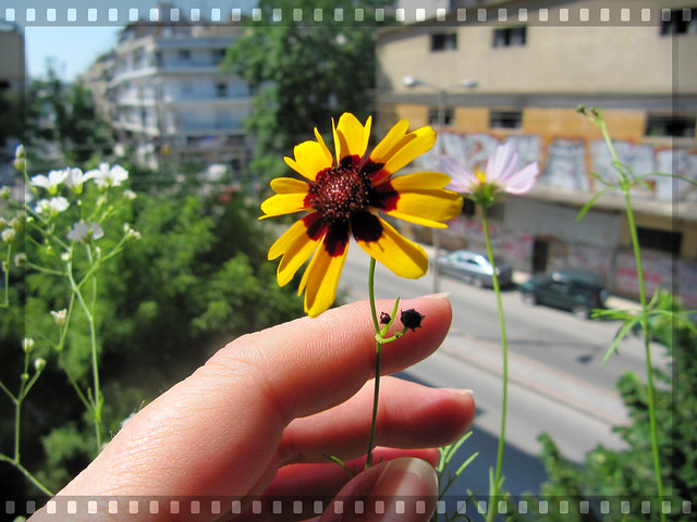 Early summer flower in my balcony