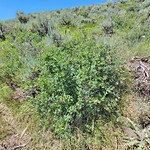 2023.07.15_12.56.30 Mountain snowberry (Symphoricarpos rotundifolius syn. Symphoricarpos oreophilus var. utahensis), Honeysuckle family (Caprifoliaceae).
Round Valley Preserve, Summit County, Utah.
