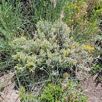 2023.07.15_11.59.55 Spineless horsebrush (Tetradymia canescens var. canescens), Aster family (Asteraceae).
Round Valley Preserve, Summit County, Utah.
