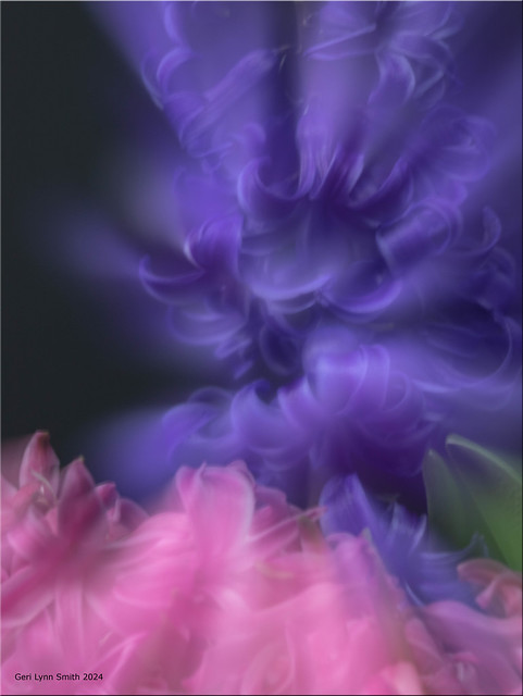Hyacinth Dream