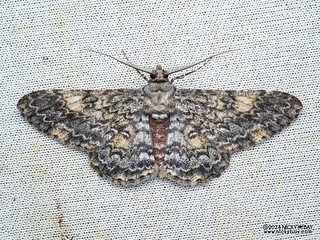 Geometer moth (Cleora inoffensa) - P3125612