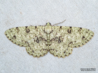 Geometer moth (Ophthalmitis sp.) - P3103061