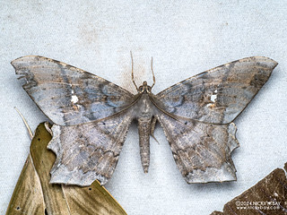Geometer moth (Amblychia sp.) - P3103039