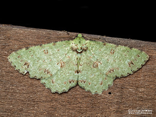 Geometer moth (Ophthalmitis sp.) - P3102626