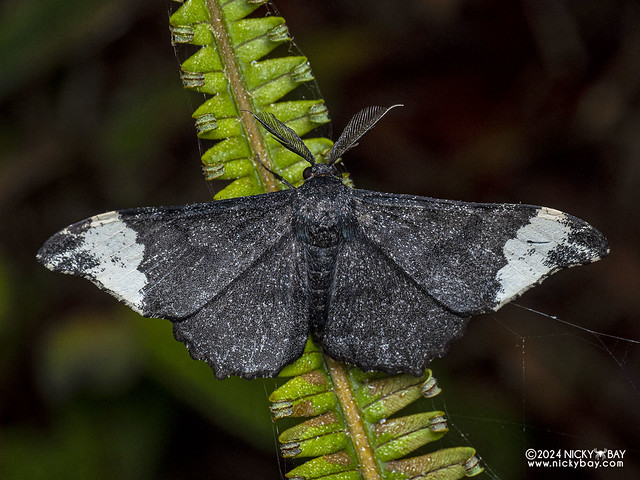 Geometer moth (Hyposidra apioleuca) - P3092319
