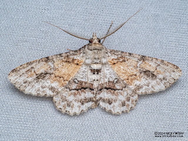 Geometer moth (Cleora sp.) - P3092049
