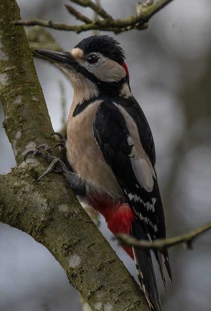Great Spotted woodpecker