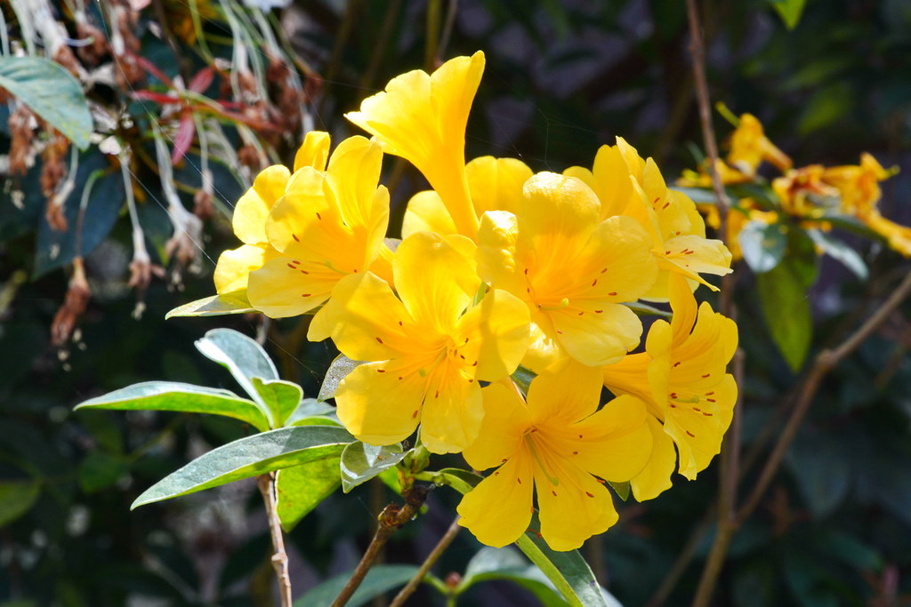 Rhododendron Species Botanical Garden