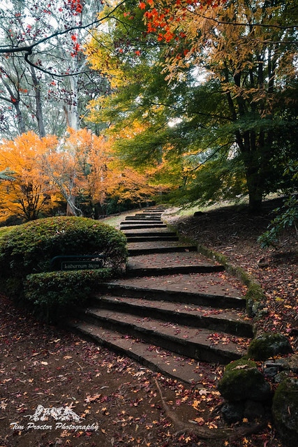 Laburnum Steps, Mount Wilson