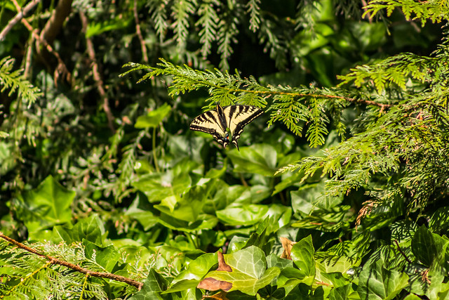 Canadian Tiger Swallowtail 2019 06 01 02