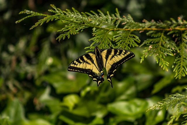 Canadian Tiger Swallowtail 2019 06 01 01
