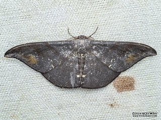 Geometer moth (Hyposidra aquilaria) - P3137688