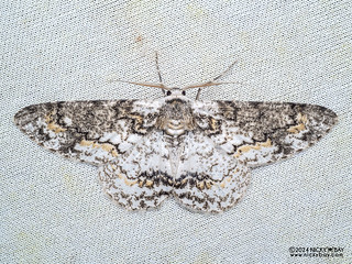 Geometer moth (Iulotrichia decursaria) - P3125569