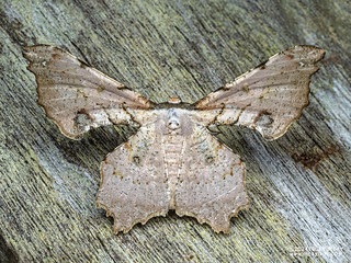 Geometer moth (Xylinophylla hypocausta) - P3115348