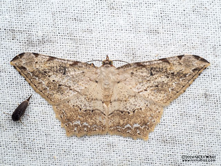 Geometer moth (Calletaera jotaria) - P3114021